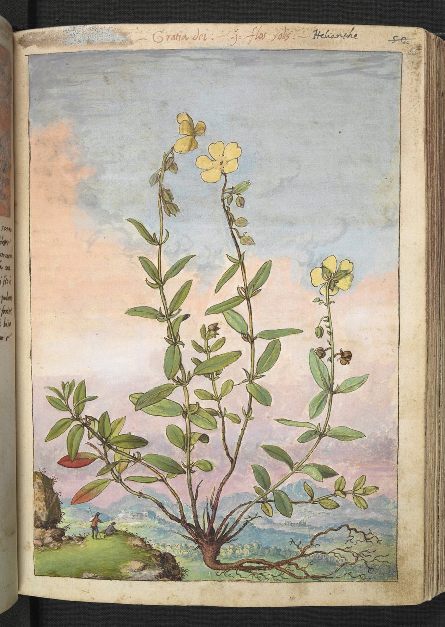 Helianthemum nummularium, fra "Paintings of Flora of the Roman States" av Gherardo Cibo, Add MS 22333, f055r, c.1564-84 (akvarell og gouache på papir) av Gherardo Cibo