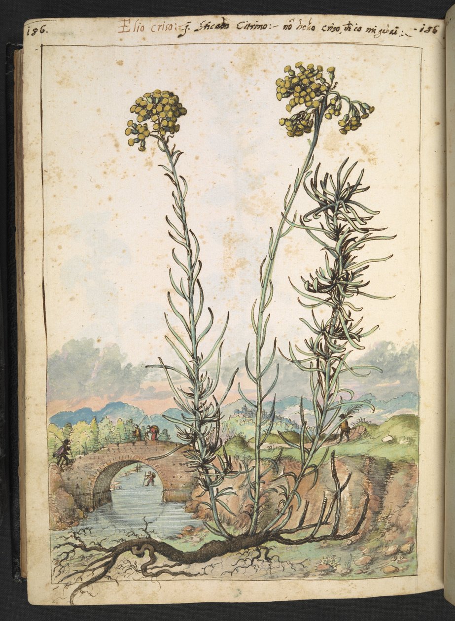 Helichrysum italicum: en plante med gule knopper, fra "Paintings of Flora of the Roman States" av Gherardo Cibo, Add MS 22333, f176v, c.1564-84 (akvarell og gouache på papir) av Gherardo Cibo