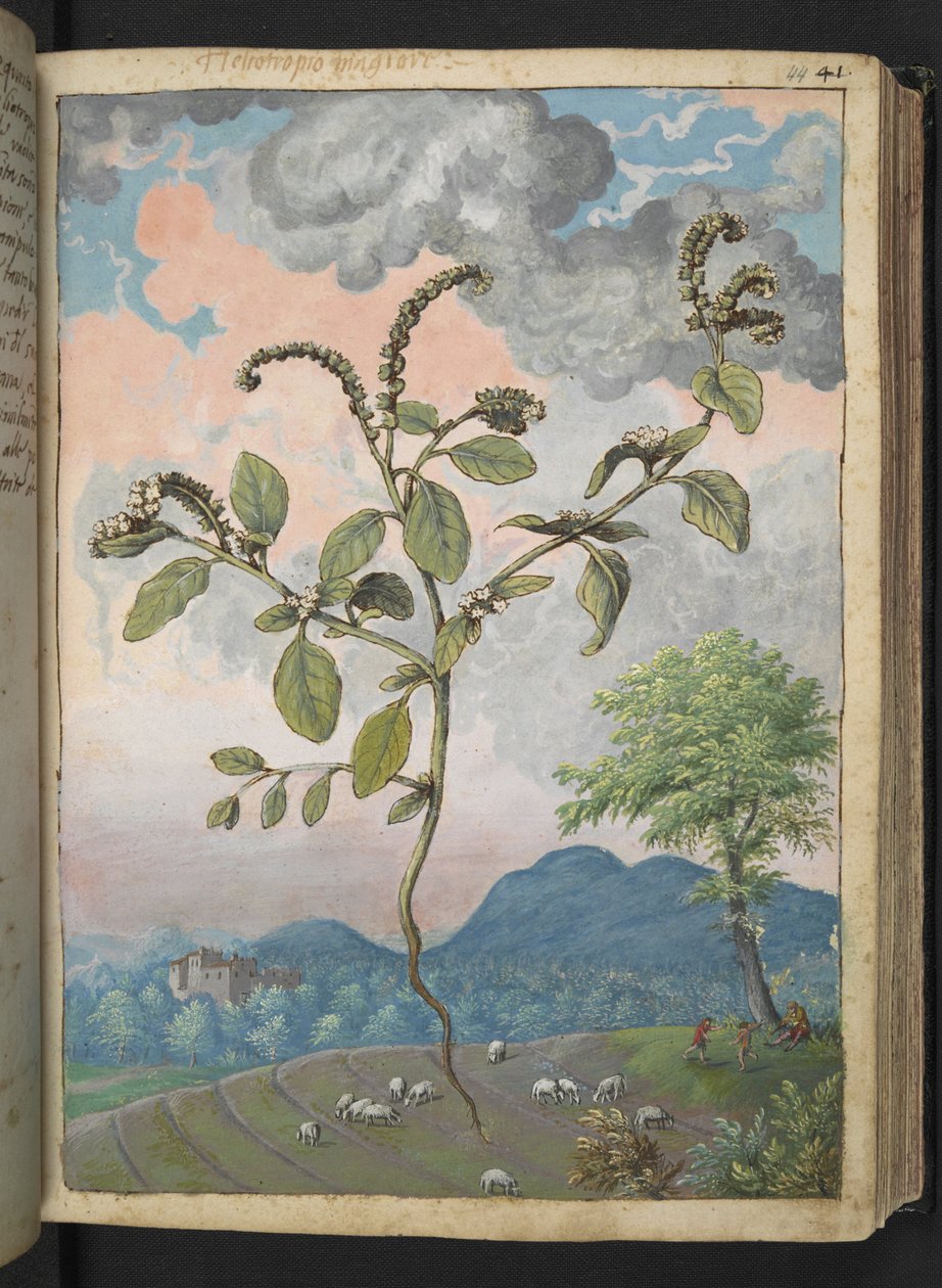 Heliotropium europeanum, fra "Paintings of Flora of the Roman States" av Gherardo Cibo, Add MS 22333, f044r, c.1564-84 (akvarell og gouache på papir) av Gherardo Cibo