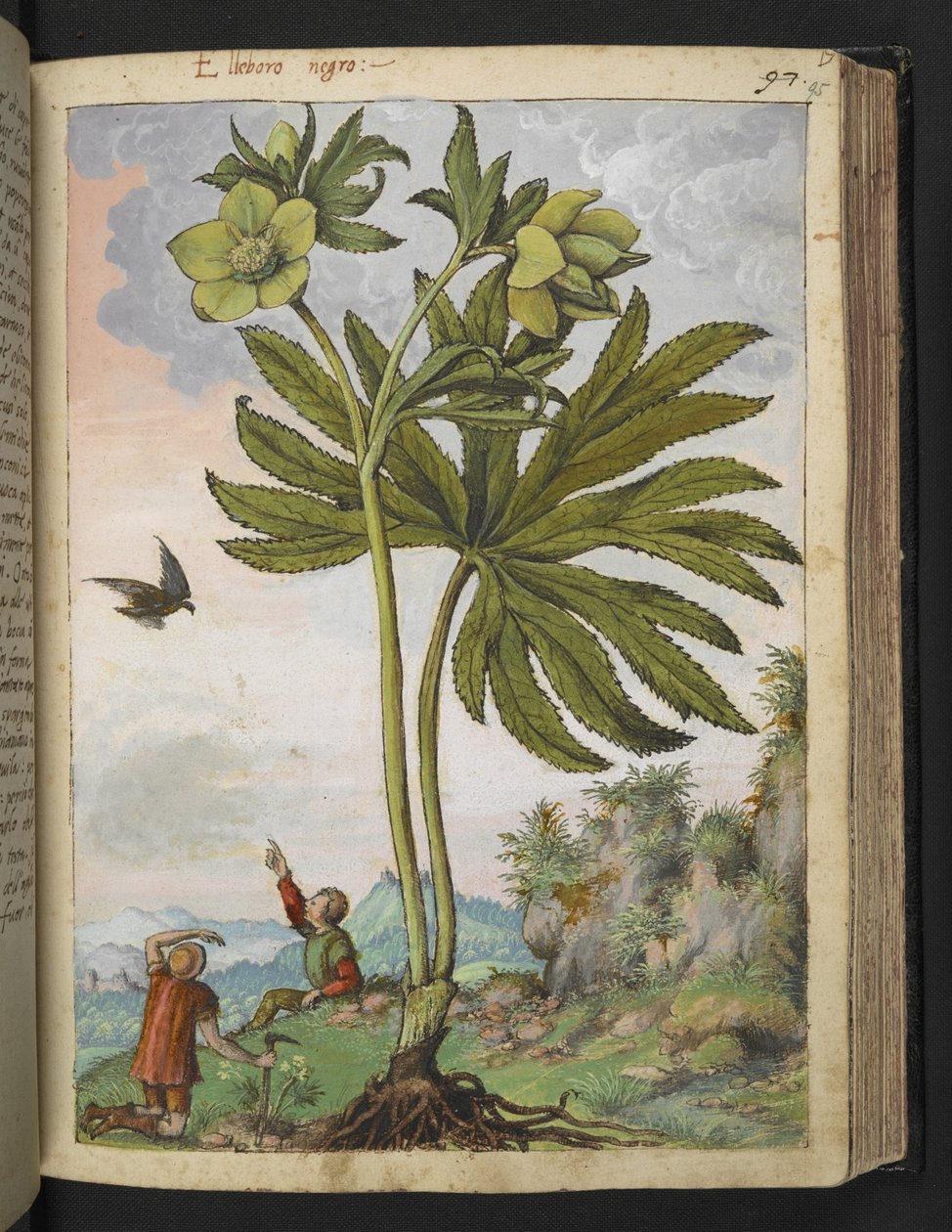 Helleborus viridis, fra "Paintings of Flora of the Roman States" av Gherardo Cibo, Add MS 22333, f095r, c.1564-84 (akvarell og gouache på papir) av Gherardo Cibo