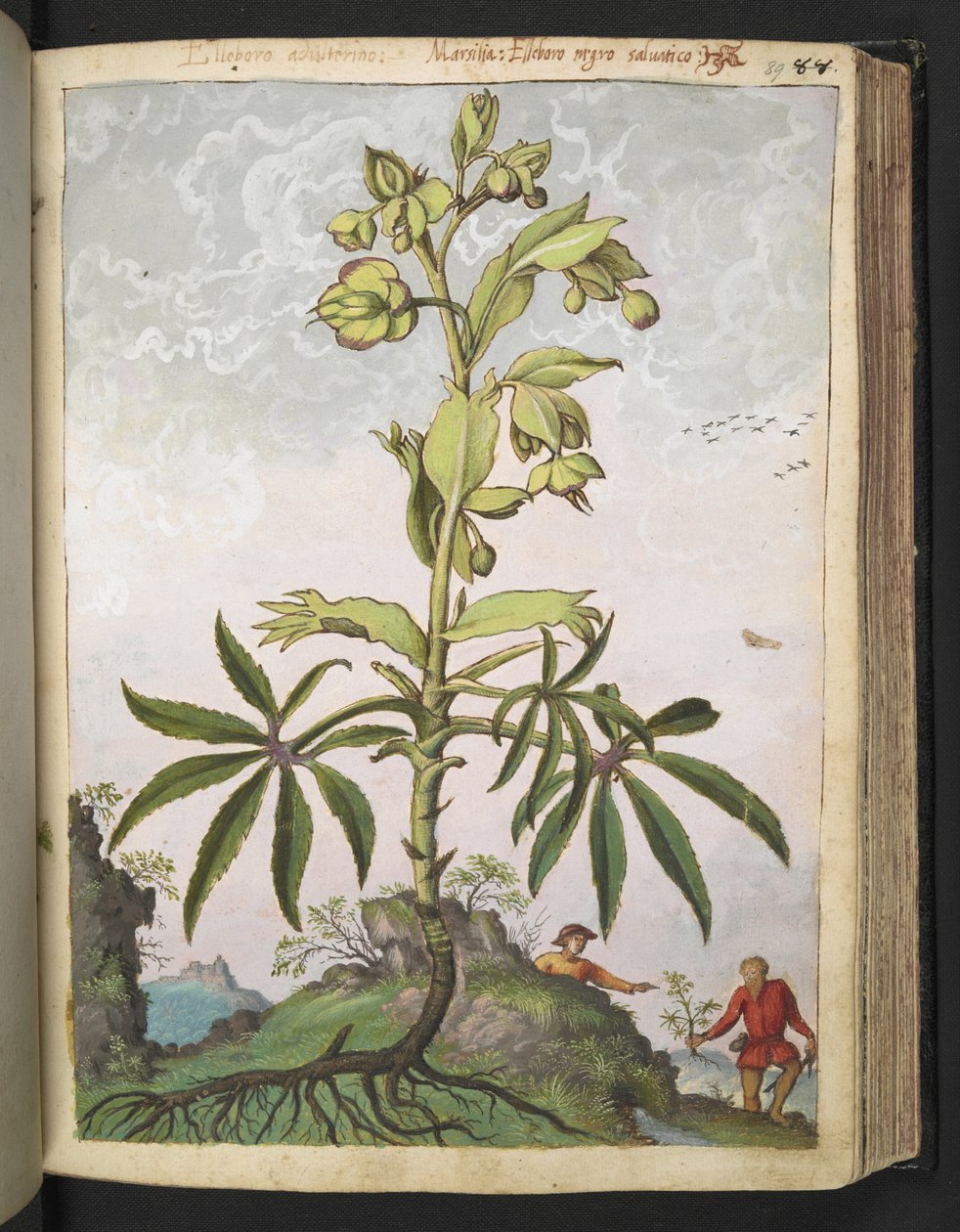 Helleborus foetidus, fra "Paintings of Flora of the Roman States" av Gherardo Cibo, Add MS 22333, f089r, c.1564-84 (akvarell og gouache på papir) av Gherardo Cibo