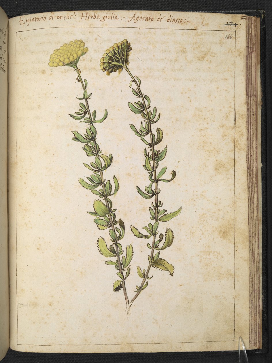 Hamp agrimony (av slekten Eupatorium), muligens nyrevikke, fra "Paintings of Flora of the Roman States" av Gherardo Cibo, Add MS 22333, f166r, ca. 1564-84 (akvarell og gouache på papir) av Gherardo Cibo