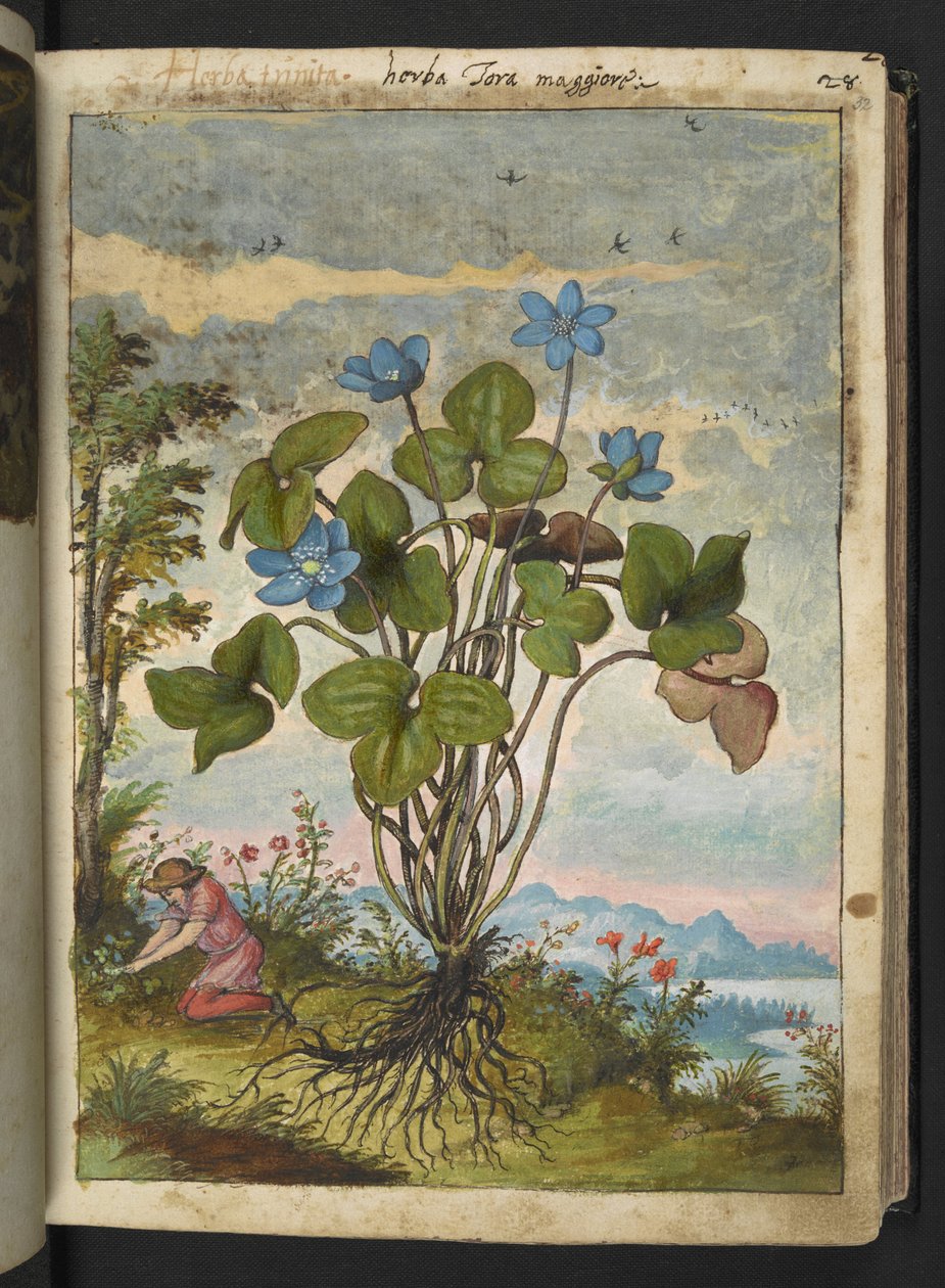 Hepatica nobilis: a plant with blue petals and a person digging or talking cuttings, from "Paintings of Flora of the Roman States" by Gherardo Cibo, Add MS 22333, f032r, c.1564-84 (watercolor & gouache on paper)   1352787   no       norwegian Successfully  av Gherardo Cibo