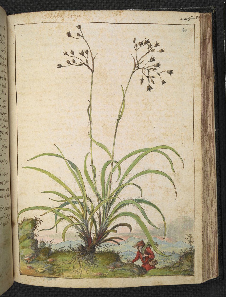 Herba Luccia, fra "Paintings of Flora of the Roman States" av Gherardo Cibo, Add MS 22333, f140r, c.1564-84 (akvarell og gouache på papir) av Gherardo Cibo