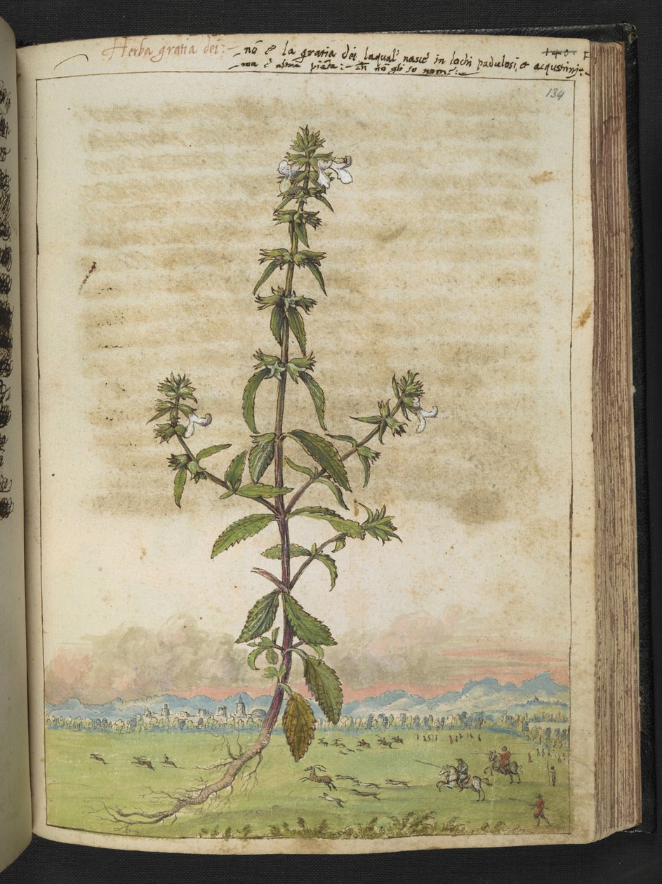 Herba gratia dei (Hedge-Hyssop), fra "Paintings of Flora of the Roman States" av Gherardo Cibo, Add MS 22333, f134r, c.1564-84 (akvarell og gouache på papir) av Gherardo Cibo