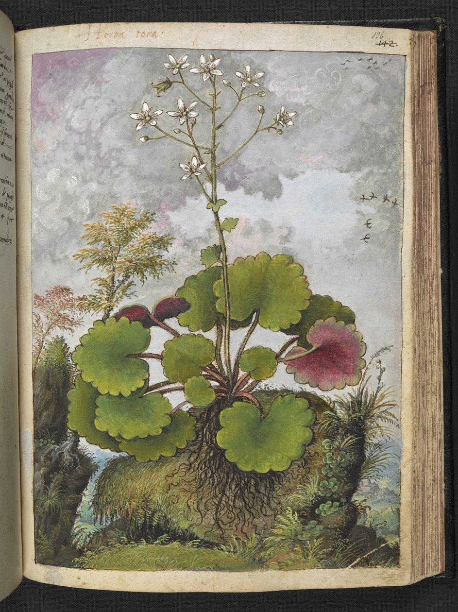Herba rora: plante med hvite kronblad, fra "Paintings of Flora of the Roman States" av Gherardo Cibo, Add MS 22333, f136r, c.1564-84 (akvarell og gouache på papir) av Gherardo Cibo