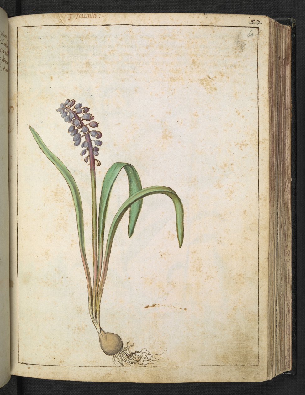 Hyacinthus, fra "Paintings of Flora of the Roman States" av Gherardo Cibo, Add MS 22333, f060r, c.1564-84 (akvarell og gouache på papir) av Gherardo Cibo