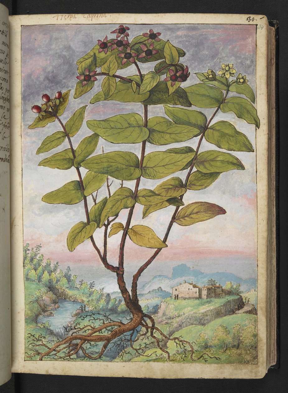 Hypericum hircinum, fra "Paintings of Flora of the Roman States" av Gherardo Cibo, Add MS 22333, f034r, c.1564-84 (akvarell og gouache på papir) av Gherardo Cibo