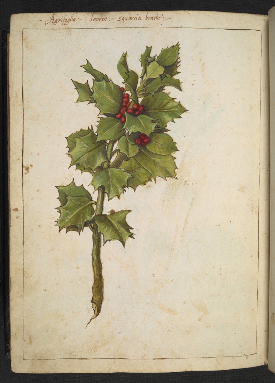 Ilex aquifolium (Holly), fra "Paintings of Flora of the Roman States" av Gherardo Cibo, Add MS 22333, f182v, c.1564-84 (akvarell og gouache på papir) av Gherardo Cibo