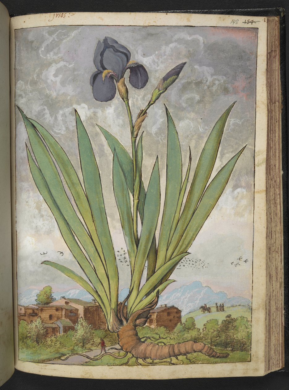 Iris germanica, fra "Paintings of Flora of the Roman States" av Gherardo Cibo, Add MS 22333, f148r, c.1564-84 (akvarell og gouache på papir) av Gherardo Cibo