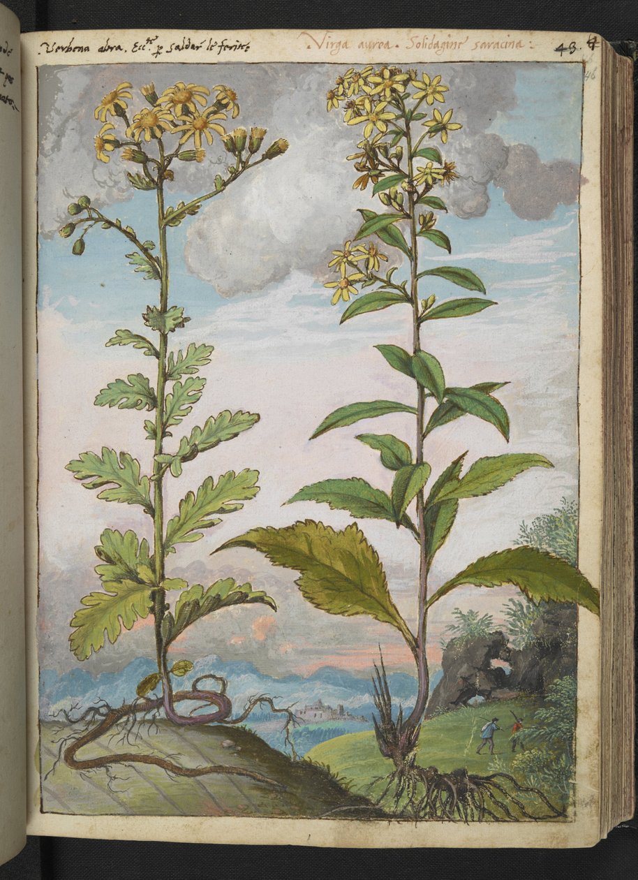Jacobaeae vulgaris et Senecio ovatu, fra "Paintings of Flora of the Roman States" av Gherardo Cibo, Add MS 22333, f046r, c.1564-84 (akvarell og gouache på papir) av Gherardo Cibo