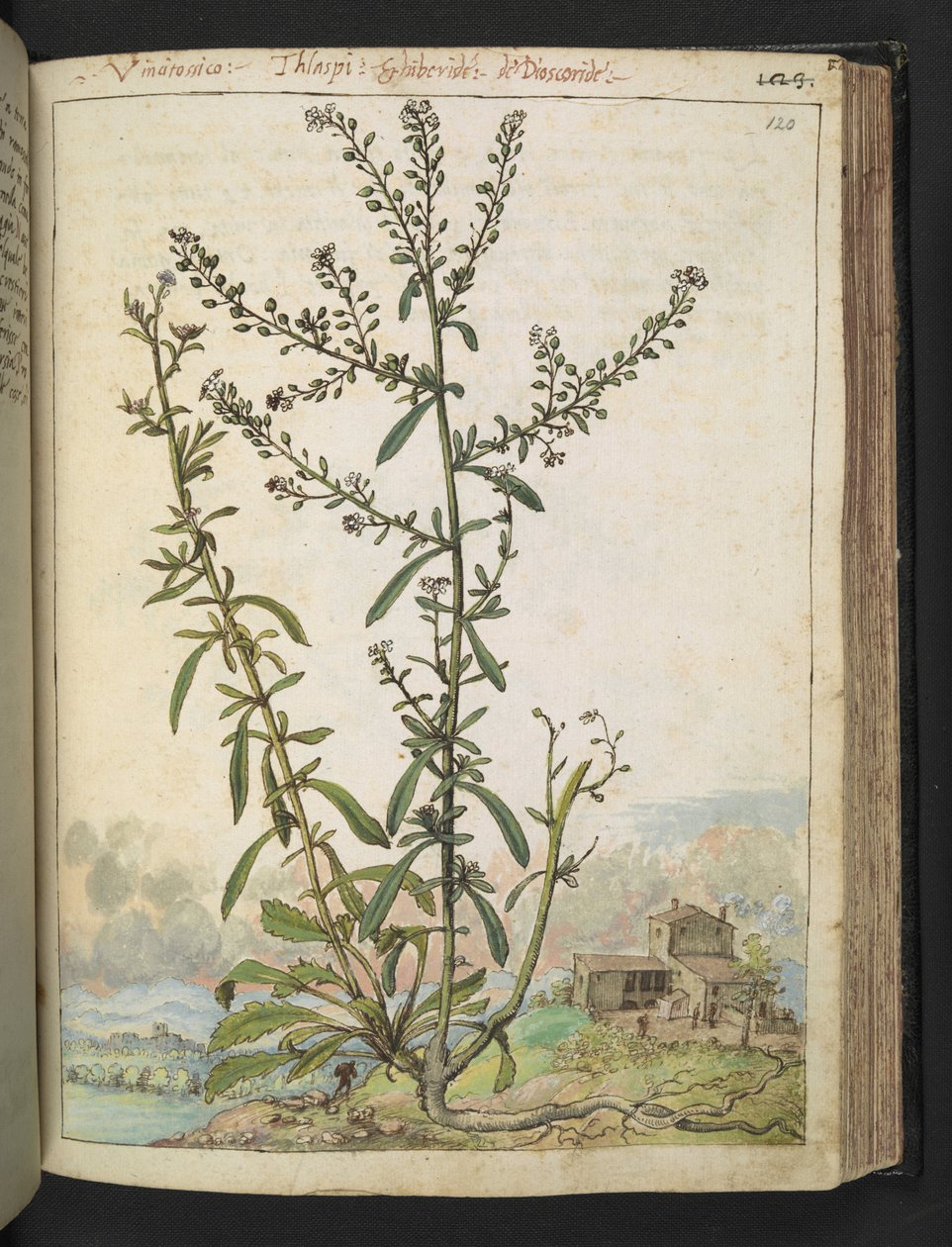 Lepidium graminifolium, fra "Paintings of Flora of the Roman States" av Gherardo Cibo, Add MS 22333, f120r, c.1564-84 (akvarell og gouache på papir) av Gherardo Cibo