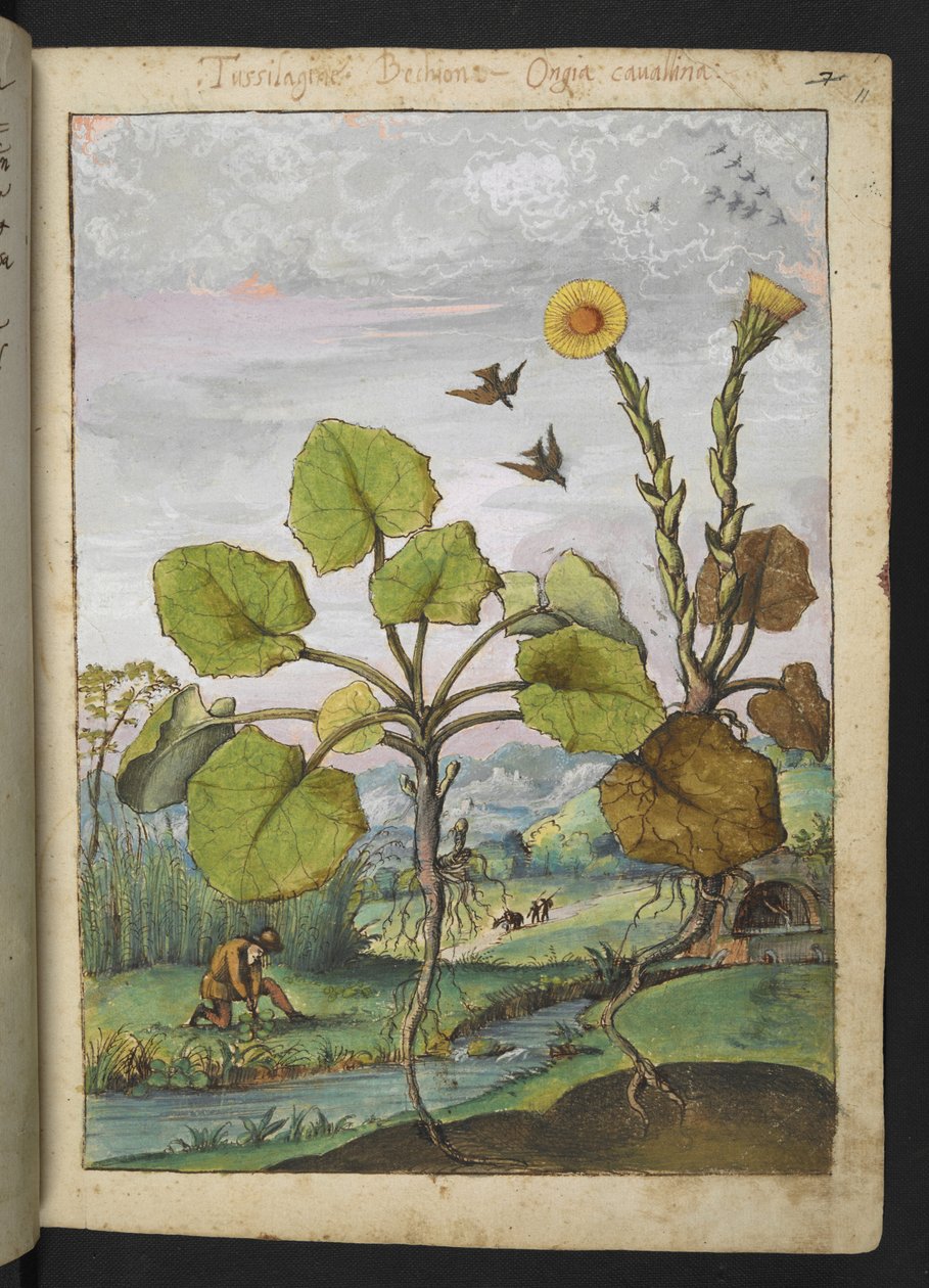 Ligularia tussilaginea (Leopardplante), fra "Paintings of Flora of the Roman States" av Gherardo Cibo, Add MS 22333, f011r, c.1564-84 (akvarell og gouache på papir) av Gherardo Cibo