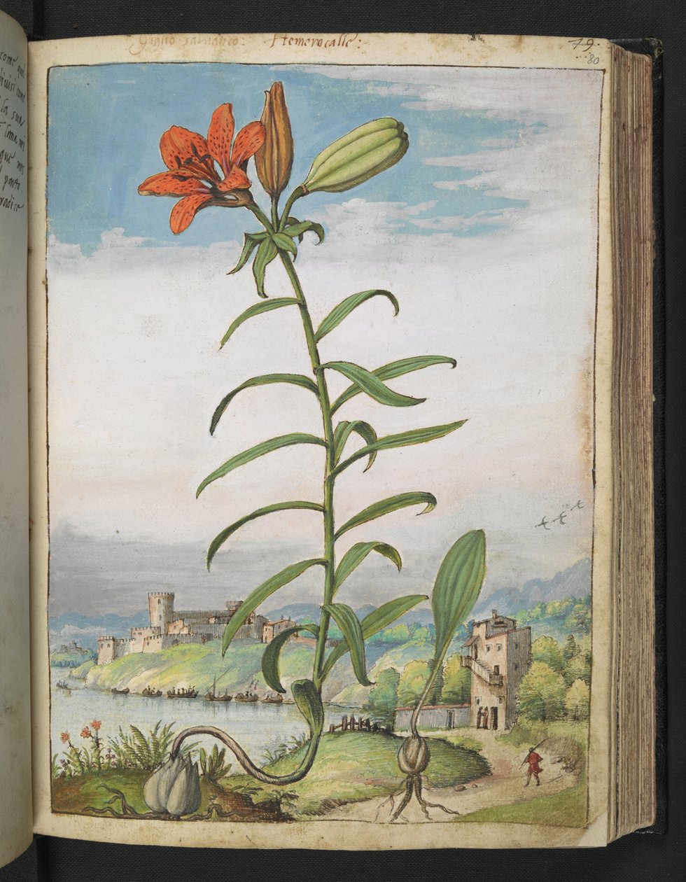 Lilium bulbiferum: En plante med røde kronblad, fra "Paintings of Flora of the Roman States" av Gherardo Cibo, Add MS 22333, f080r, c.1564-84 (akvarell og gouache på papir) av Gherardo Cibo