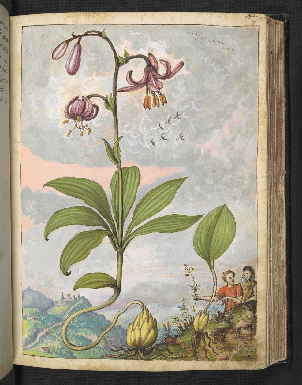 Lilium martagon, fra "Paintings of Flora of the Roman States" av Gherardo Cibo, Add MS 22333, f081r, c.1564-84 (akvarell og gouache på papir) av Gherardo Cibo