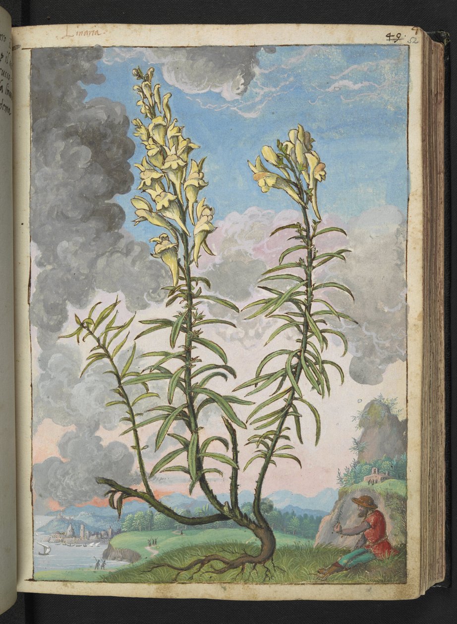 Linaria vulgaris, fra "Paintings of Flora of the Roman States" av Gherardo Cibo, Add MS 22333, f052r, c.1564-84 (akvarell og gouache på papir) av Gherardo Cibo