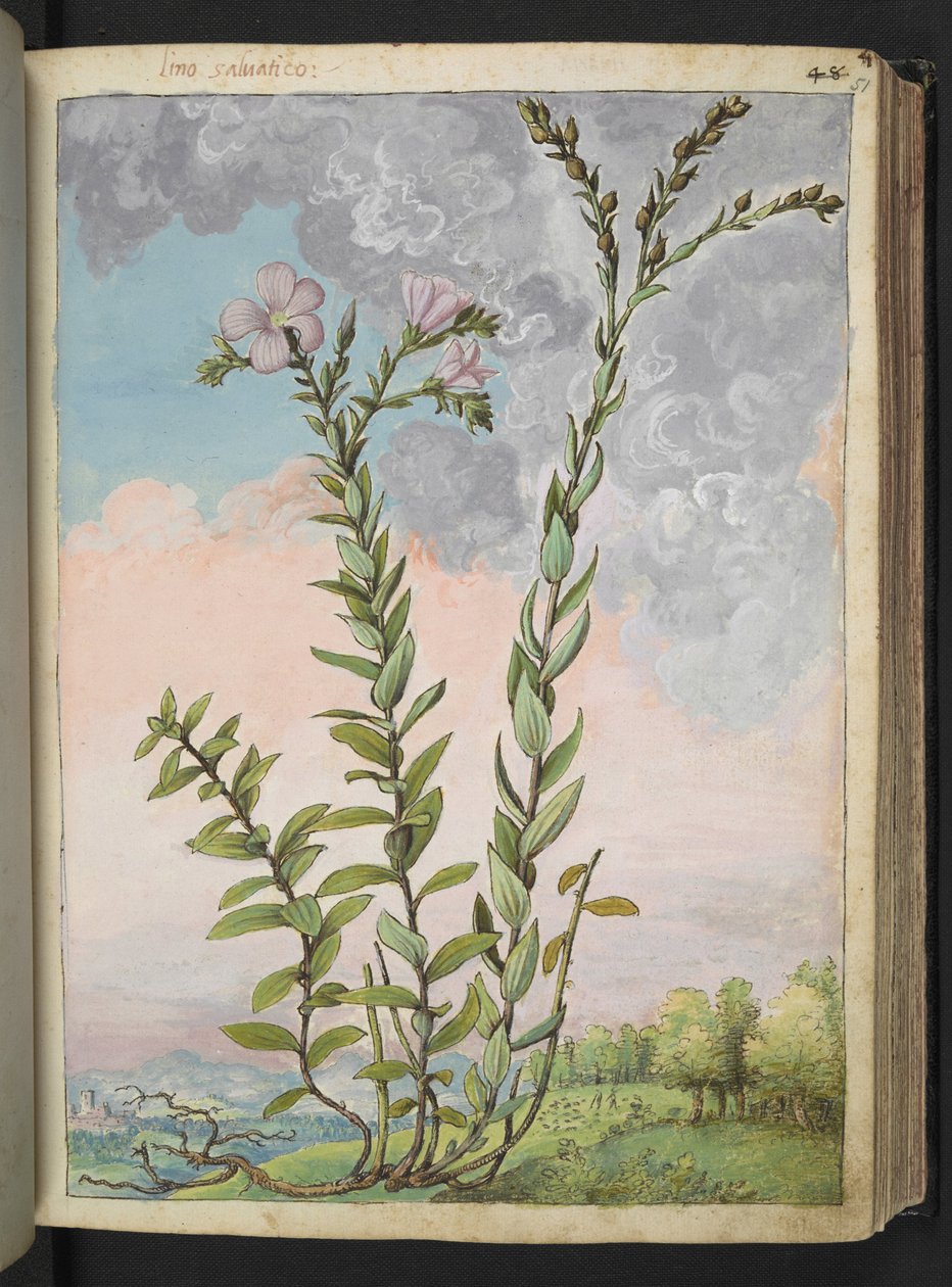 Linum viscosum: En høy plante med rosa blomster, fra "Paintings of Flora of the Roman States" av Gherardo Cibo, Add MS 22333, f051r, c.1564-84 (akvarell og gouache på papir) av Gherardo Cibo