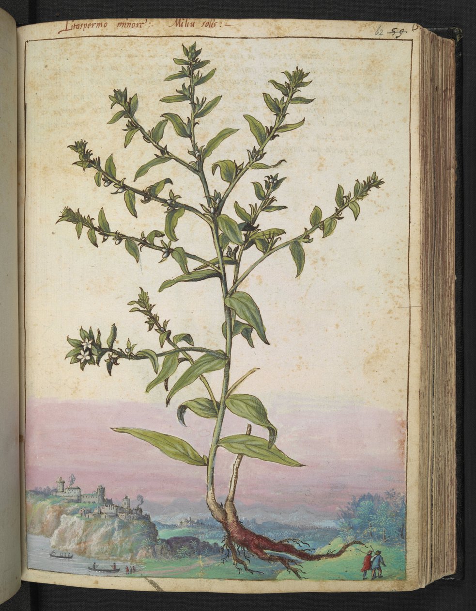 Lithospermum officinale, fra "Paintings of Flora of the Roman States" av Gherardo Cibo, Add MS 22333, f062r, c.1564-84 (akvarell og gouache på papir) av Gherardo Cibo