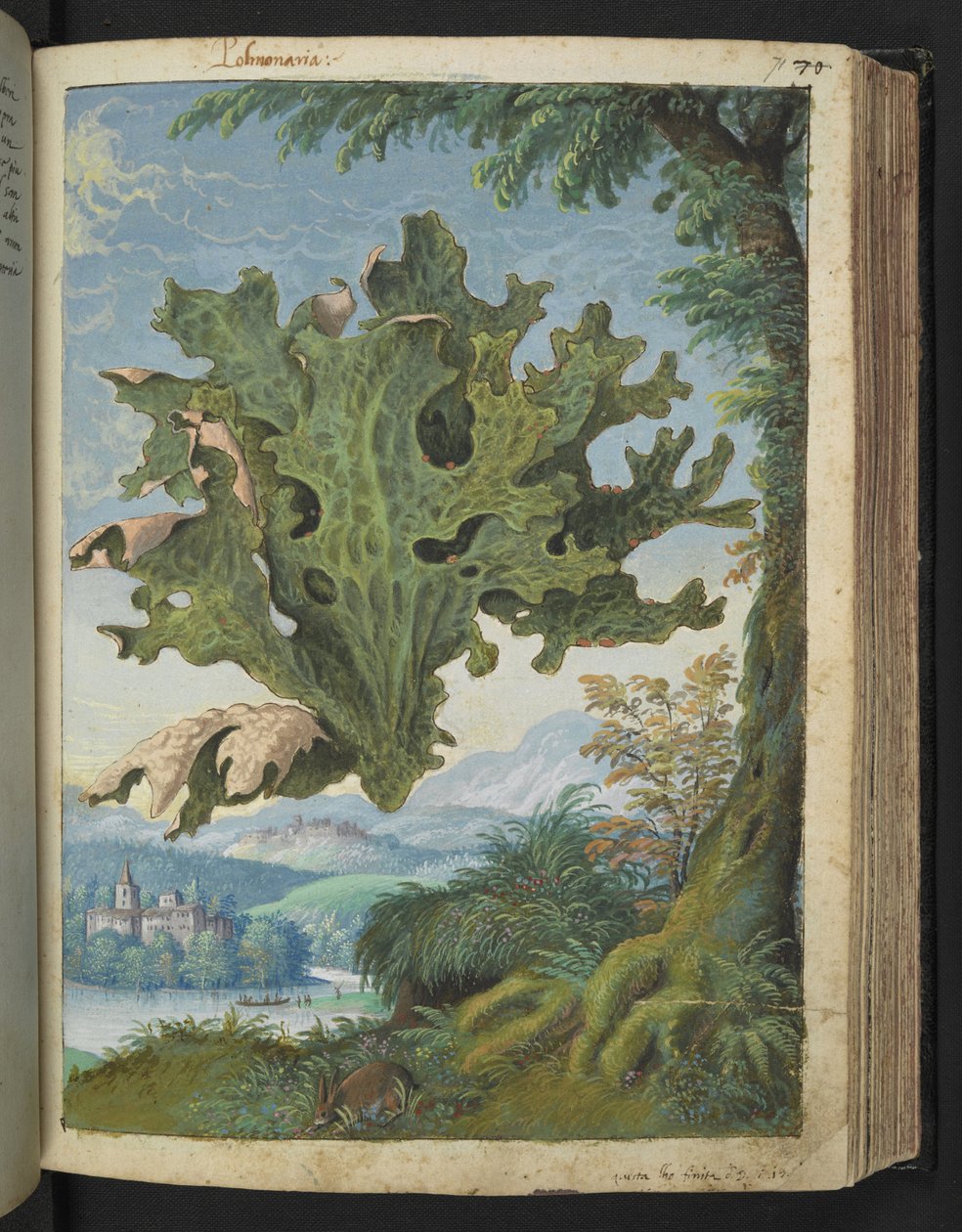 Lobaria pulmonaria (Lungwort) , fra "Paintings of Flora of the Roman States" av Gherardo Cibo, Add MS 22333, f071r, c.1564-84 (akvarell og gouache på papir) av Gherardo Cibo