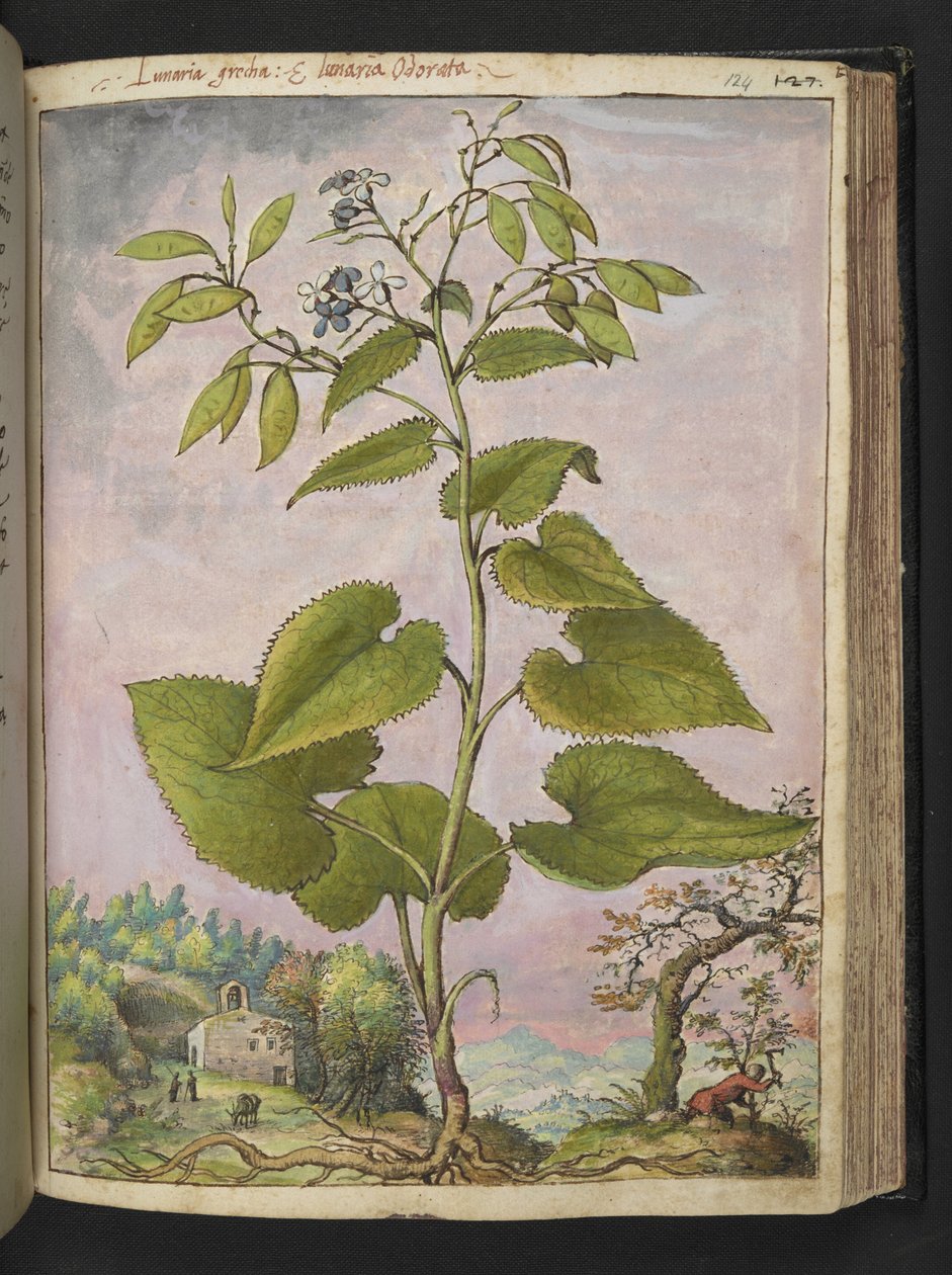 Lunaria redivivia, fra "Paintings of Flora of the Roman States" av Gherardo Cibo, Add MS 22333, f124r, c.1564-84 (akvarell og gouache på papir) av Gherardo Cibo