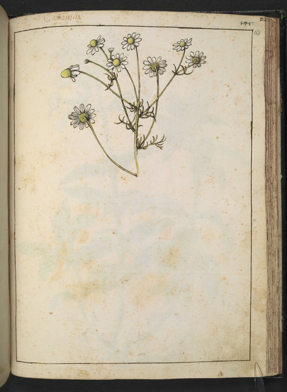 Matricaria chamomilla (Camomile), fra "Paintings of Flora of the Roman States" av Gherardo Cibo, Add MS 22333, f163r, c.1564-84 (akvarell og gouache på papir) av Gherardo Cibo
