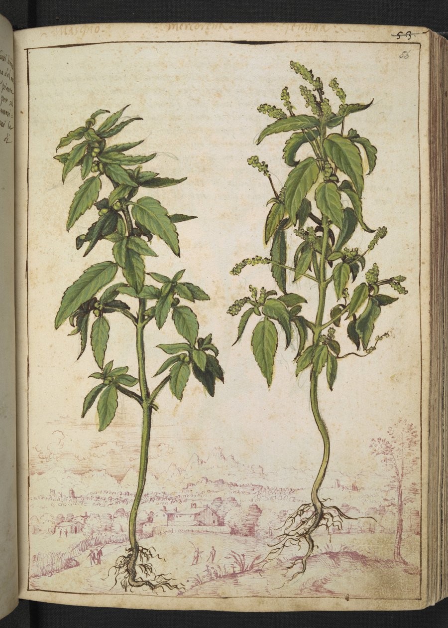 Mercurialis annua, fra "Paintings of Flora of the Roman States" av Gherardo Cibo, Add MS 22333, f056r, c.1564-84 (akvarell og gouache på papir) av Gherardo Cibo