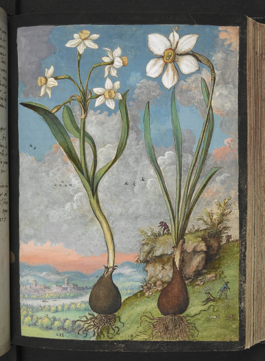 Narcissus tazetta og Narcissus poeticu: Planter med hvite kronblad, fra "Paintings of Flora of the Roman States" av Gherardo Cibo, Add MS 22333, f059r, ca.1564-84 (akvarell og gouache på papir) av Gherardo Cibo