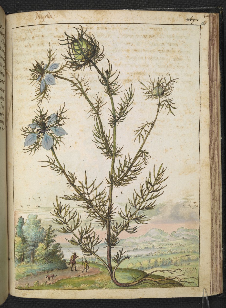 Nigella damascena, fra "Paintings of Flora of the Roman States" av Gherardo Cibo, Add MS 22333, f161r, c.1564-84 (akvarell og gouache på papir) av Gherardo Cibo