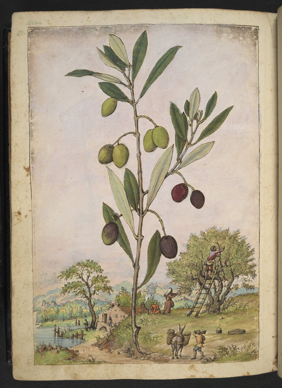 Olea europaea (oliventre), fra "Paintings of Flora of the Roman States" av Gherardo Cibo, Add MS 22333, f181v, c.1564-84 (akvarell og gouache på papir) av Gherardo Cibo