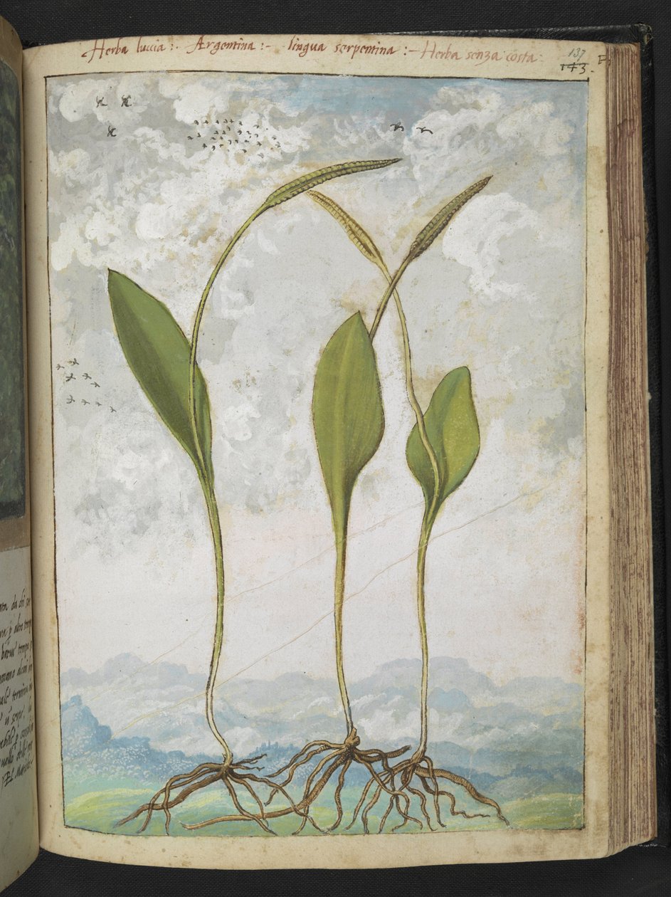 Ophioglossum vulgatum, fra "Paintings of Flora of the Roman States" av Gherardo Cibo, Add MS 22333, f137r, c.1564-84 (akvarell og gouache på papir) av Gherardo Cibo