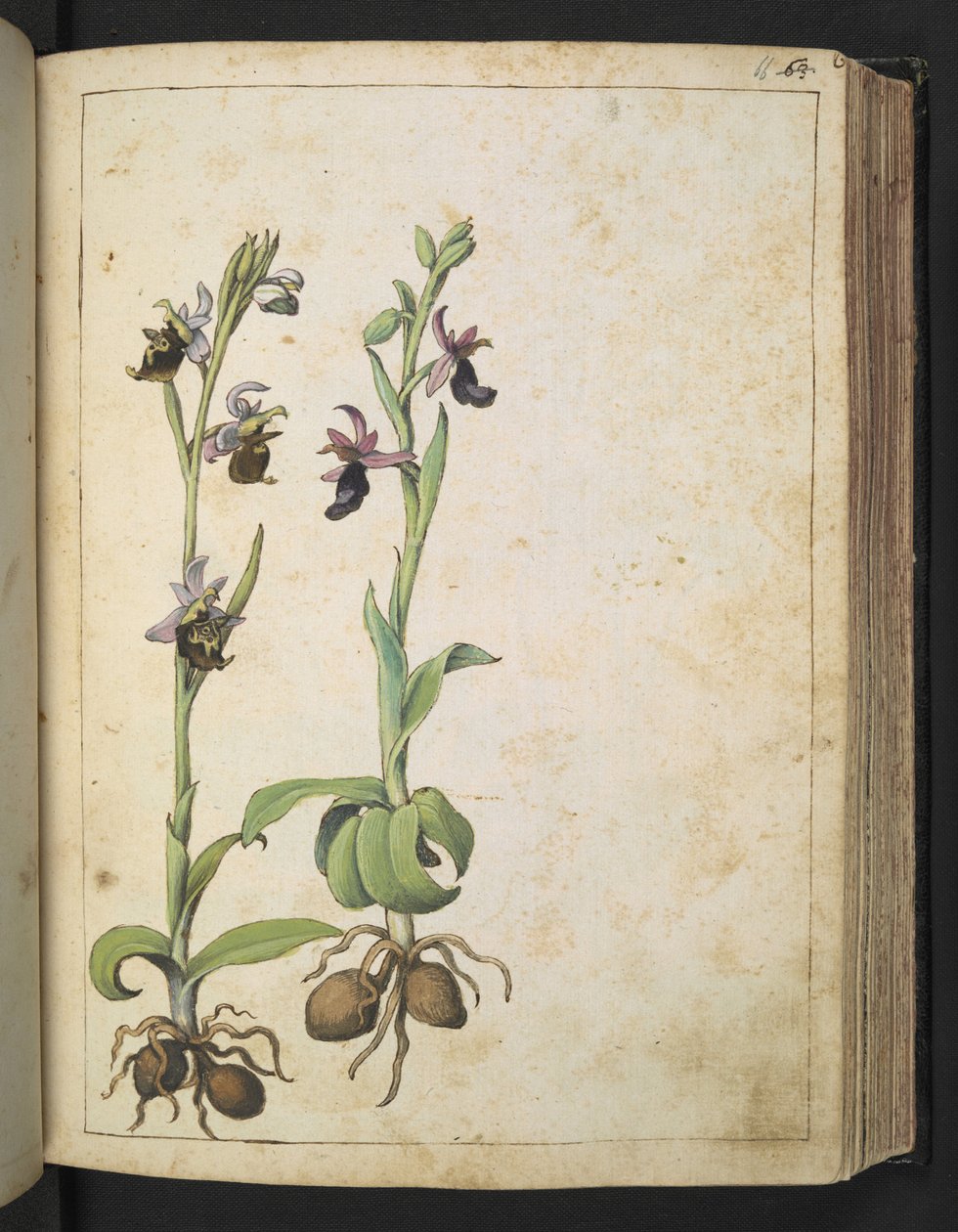 Orchis: En plante med hvite og rosa blomster, fra "Paintings of Flora of the Roman States" av Gherardo Cibo, Add MS 22333, f066r, c.1564-84 (akvarell og gouache på papir) av Gherardo Cibo
