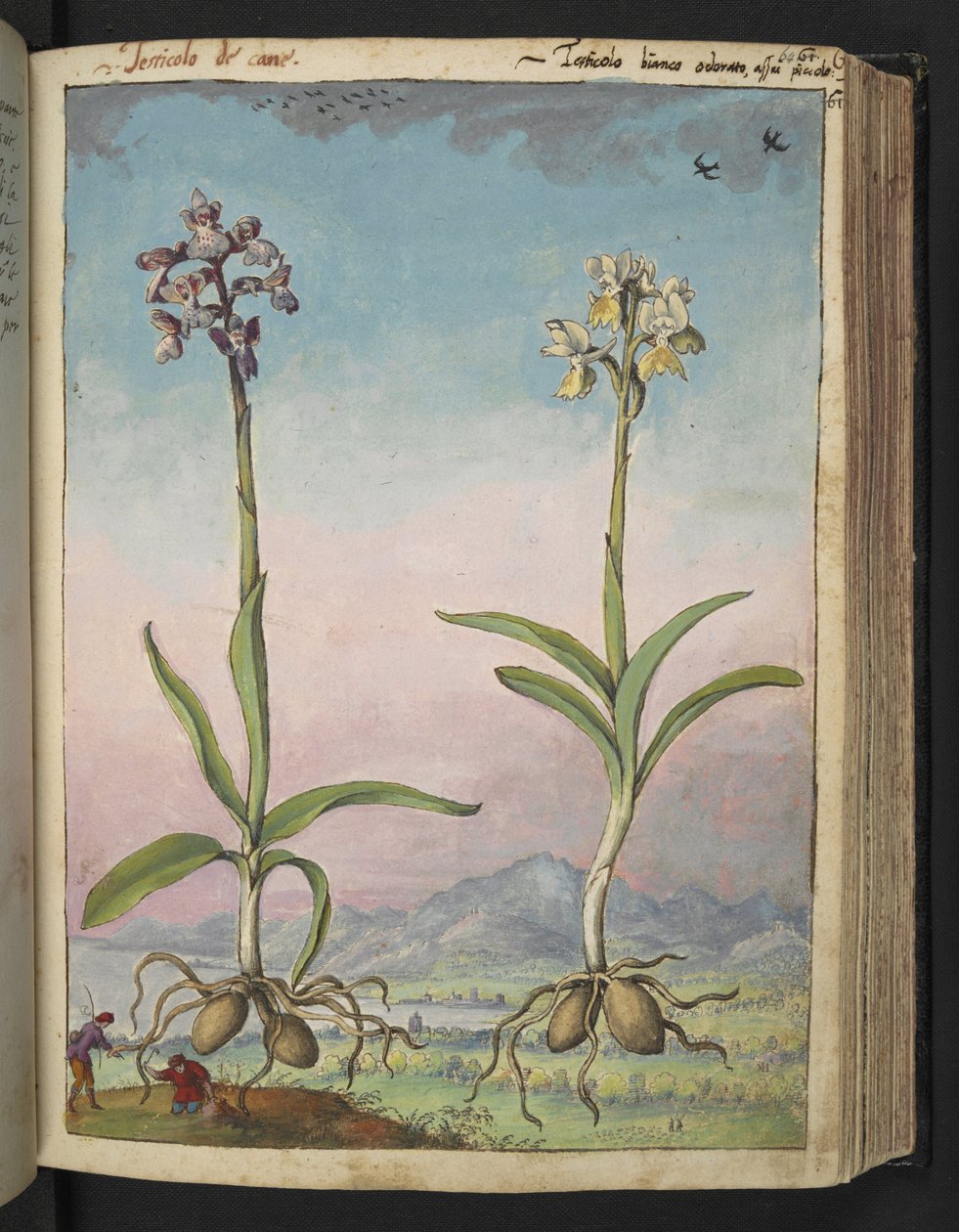 Orchis pallens: To blomstrende planter, fra "Paintings of Flora of the Roman States" av Gherardo Cibo, Add MS 22333, f064r, c.1564-84 (akvarell og gouache på papir) av Gherardo Cibo