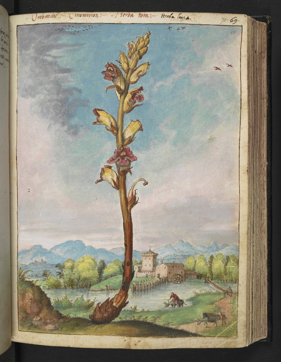 Orobanche gracilis, fra "Paintings of Flora of the Roman States" av Gherardo Cibo, Add MS 22333, f070r, c.1564-84 (akvarell og gouache på papir) av Gherardo Cibo