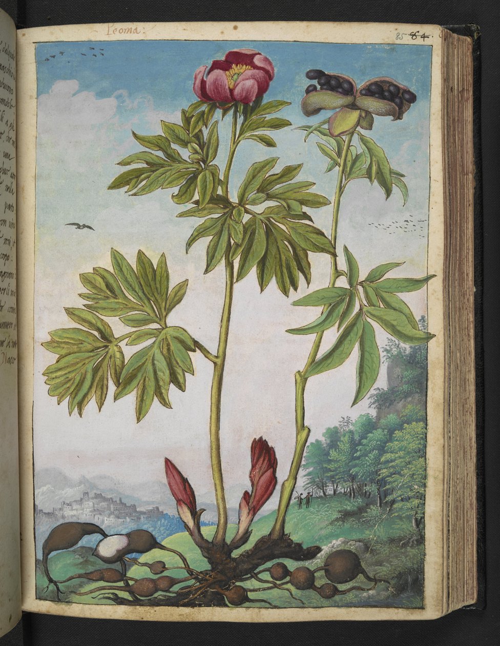 Paeonia officinalis, fra "Paintings of Flora of the Roman States" av Gherardo Cibo, Add MS 22333, f085r, c.1564-84 (akvarell og gouache på papir) av Gherardo Cibo