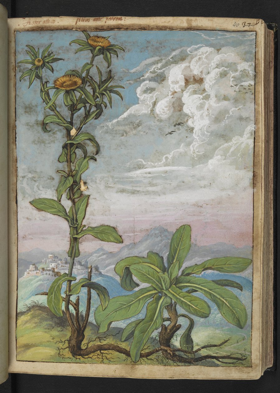 Pallenis spinosa, fra "Paintings of Flora of the Roman States" av Gherardo Cibo, Add MS 22333, f040r, c.1564-84 (akvarell og gouache på papir) av Gherardo Cibo
