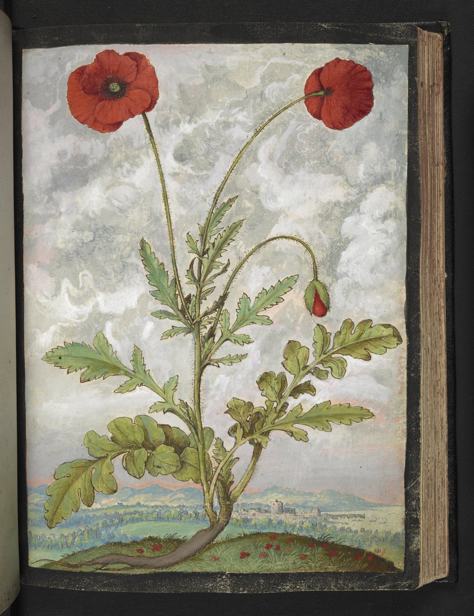 Papaver rhoeas (valmuer), fra "Paintings of Flora of the Roman States" av Gherardo Cibo, Add MS 22333, f107r, c.1564-84 (akvarell og gouache på papir) av Gherardo Cibo