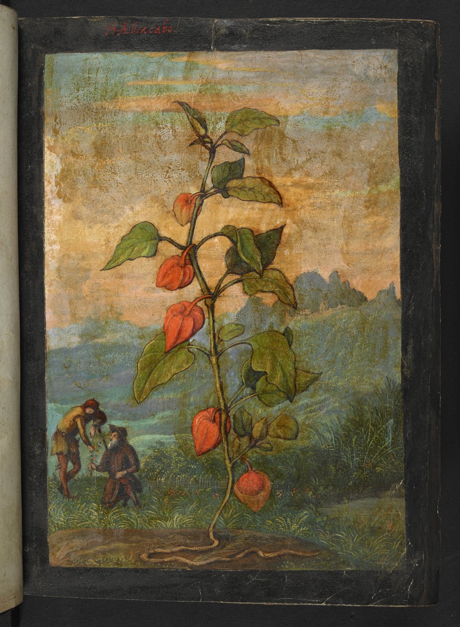 Physalis alkekengi: En plante med røde blomster, fra "Paintings of Flora of the Roman States" av Gherardo Cibo, Add MS 22333, f004r, c.1564-84 (akvarell og gouache på papir) av Gherardo Cibo