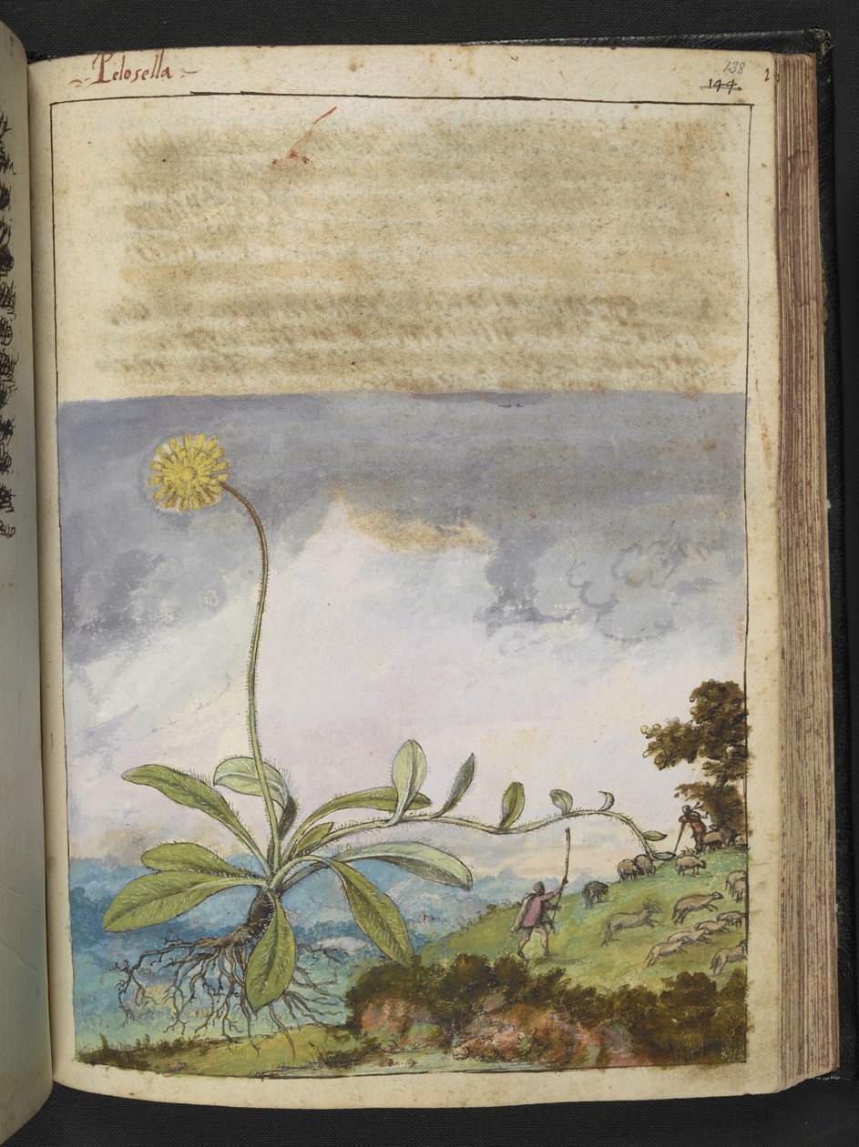 Pilosella officinarum, fra "Paintings of Flora of the Roman States" av Gherardo Cibo, Add MS 22333, f138r, c.1564-84 (akvarell og gouache på papir) av Gherardo Cibo