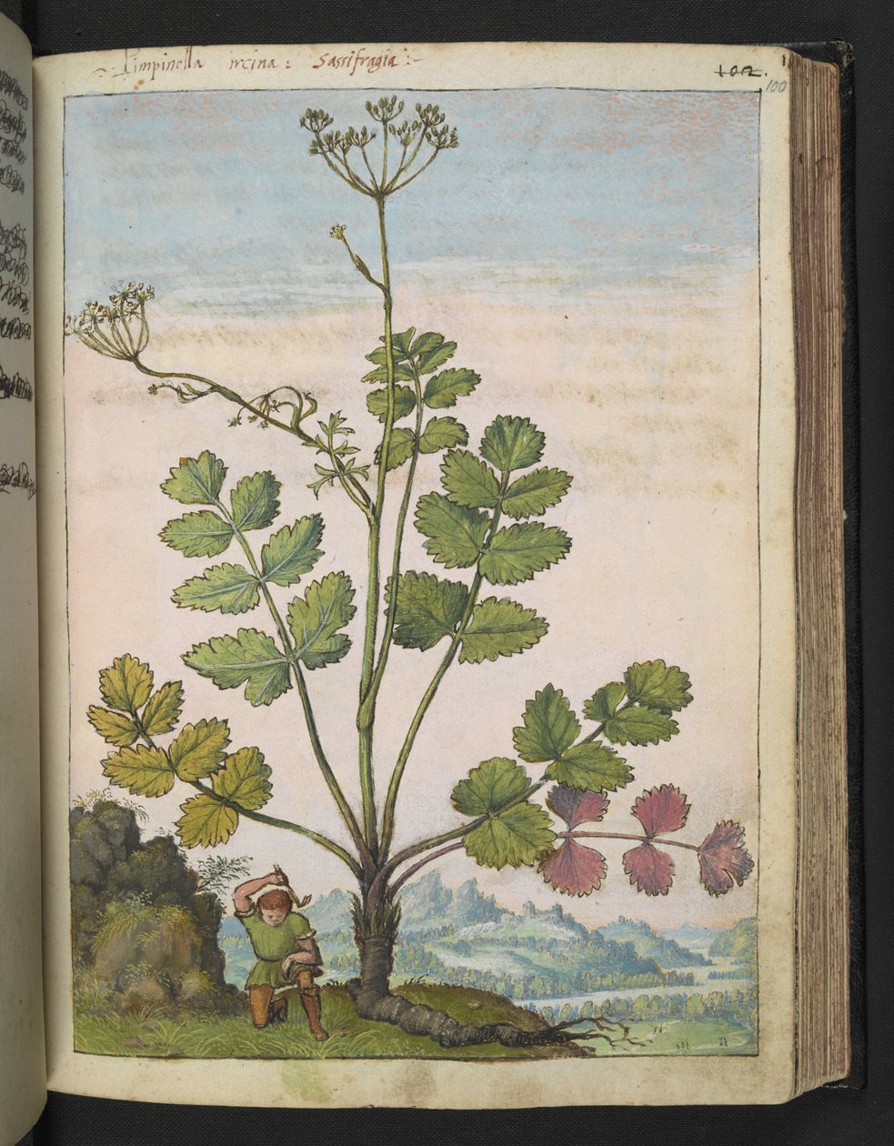 Pimpinella major, fra "Paintings of Flora of the Roman States" av Gherardo Cibo, Add MS 22333, f100r, c.1564-84 (akvarell og gouache på papir) av Gherardo Cibo