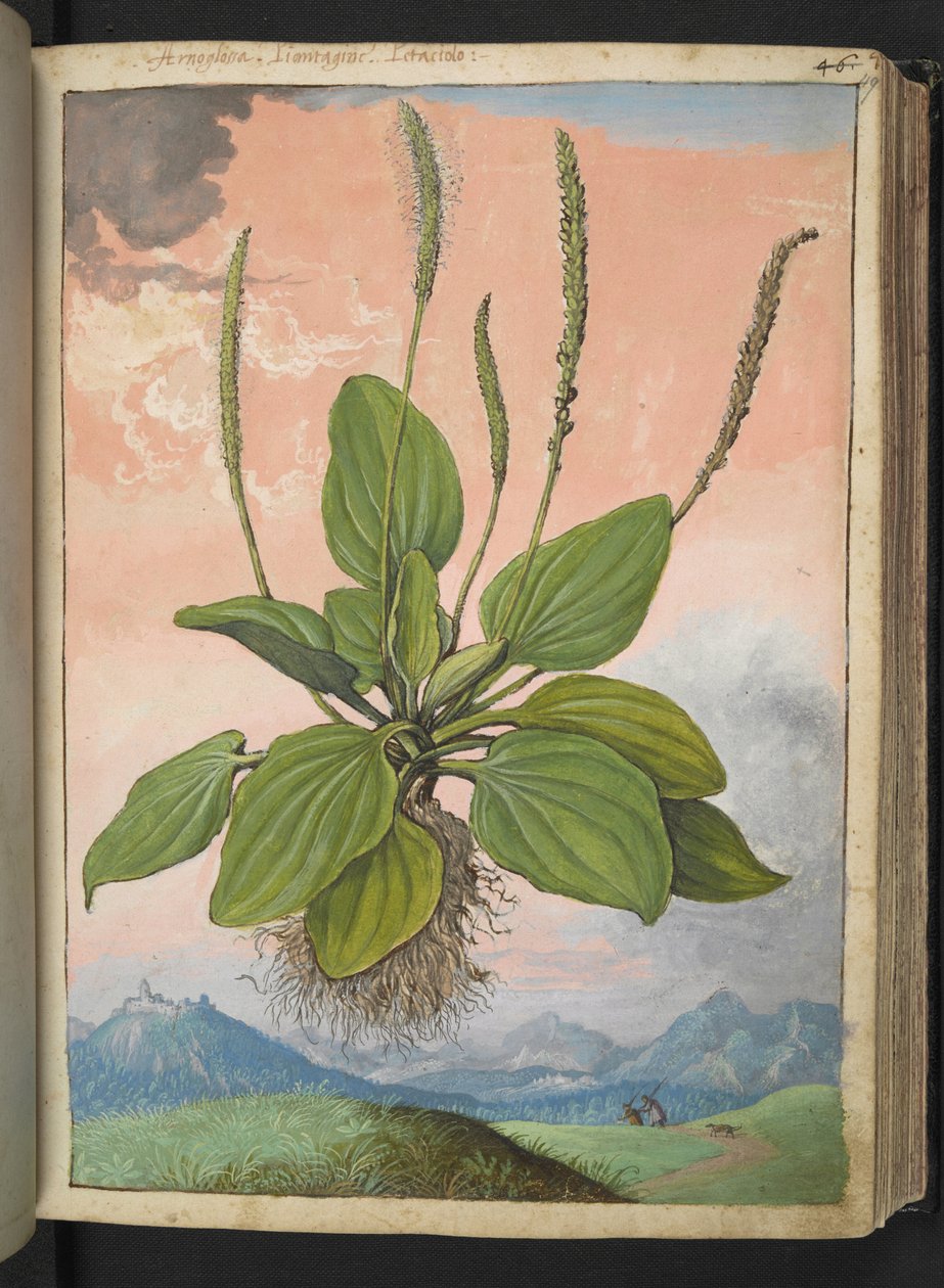 Plantago major, fra "Paintings of Flora of the Roman States" av Gherardo Cibo, Add MS 22333, f049r, c.1564-84 (akvarell og gouache på papir) av Gherardo Cibo