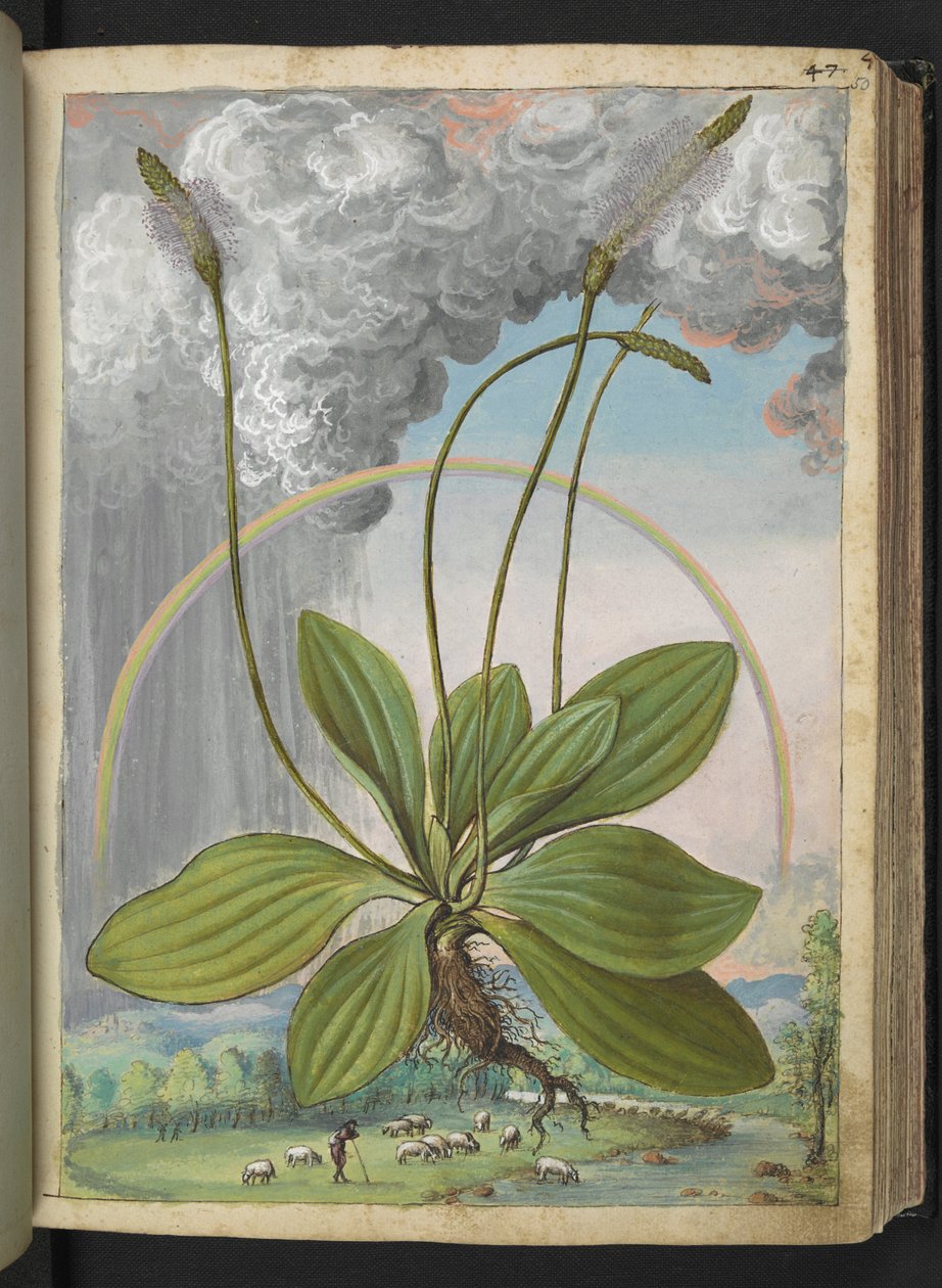 Plantago media, fra "Paintings of Flora of the Roman States" av Gherardo Cibo, Add MS 22333, f050r, c.1564-84 (akvarell og gouache på papir) av Gherardo Cibo