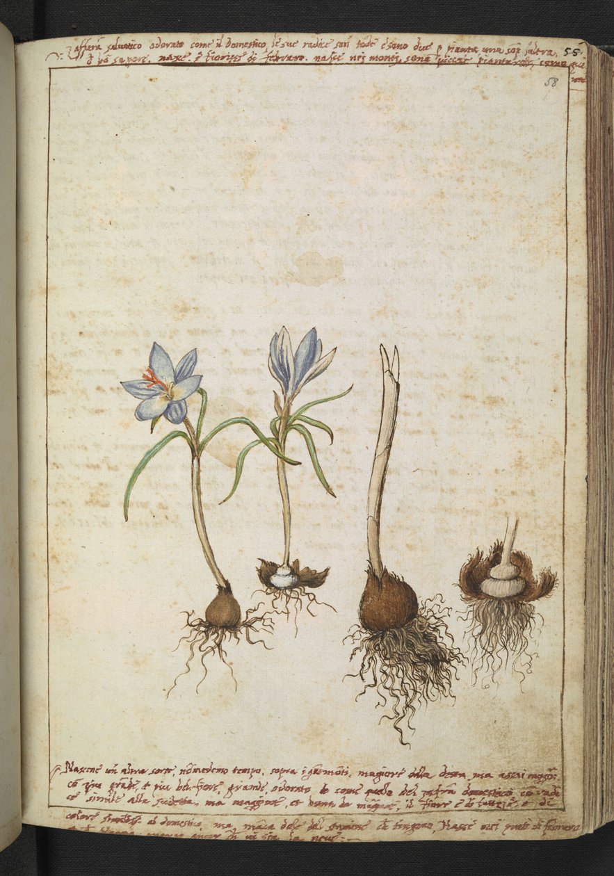 Planter mellom blå blomster, fra "Paintings of Flora of the Roman States" av Gherardo Cibo, Add MS 22333, f058r, c.1564-84 (akvarell og gouache på papir) av Gherardo Cibo