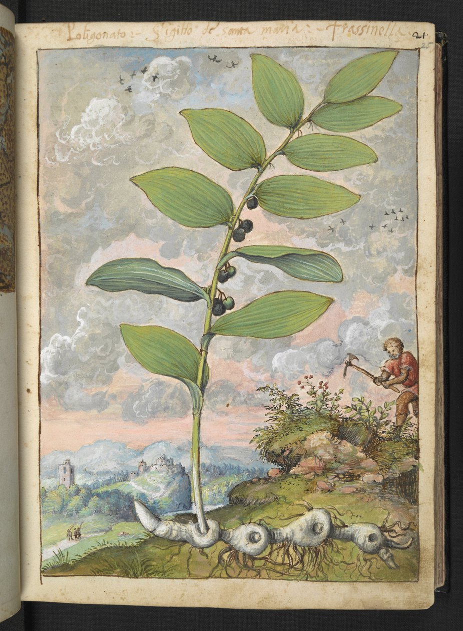 Polygonatum odoratum: En plante. En mann med en hakke, fra "Paintings of Flora of the Roman States" av Gherardo Cibo, Add MS 22333, f025r, c.1564-84 (akvarell og gouache på papir) av Gherardo Cibo