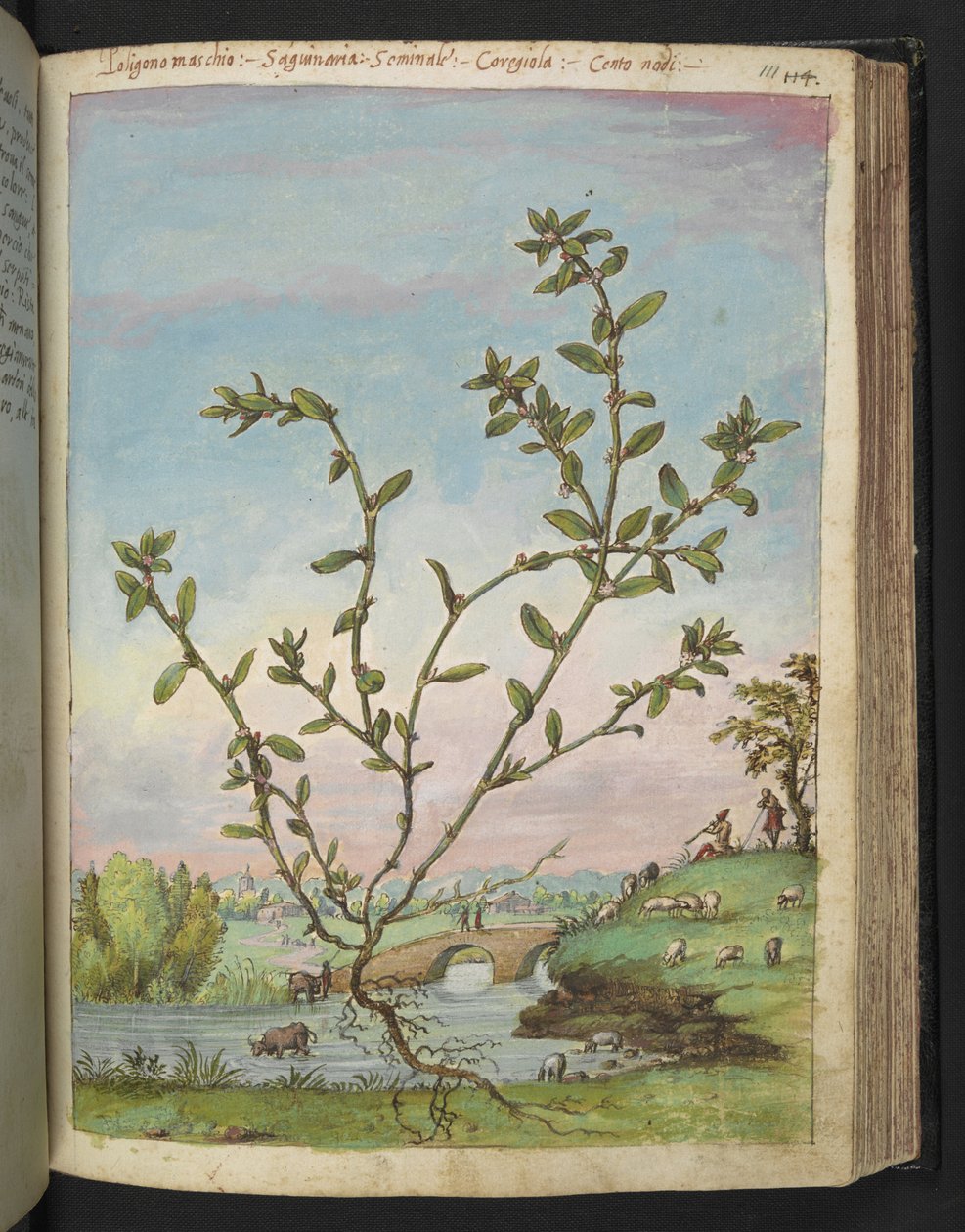 Polygonum aviculare, fra "Paintings of Flora of the Roman States" av Gherardo Cibo, Add MS 22333, f111r, c.1564-84 (akvarell og gouache på papir) av Gherardo Cibo