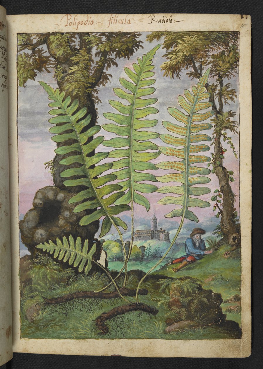 Polypodium, fra "Paintings of Flora of the Roman States" av Gherardo Cibo, Add MS 22333, f015r, c.1564-84 (akvarell og gouache på papir) av Gherardo Cibo