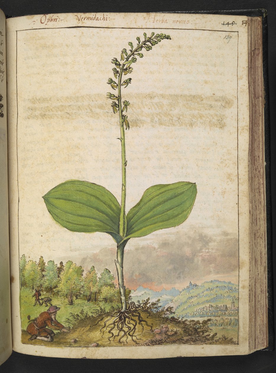 Muligens Ophrys apifera (biorkidé), fra "Paintings of Flora of the Roman States" av Gherardo Cibo, Add MS 22333, f139r, ca.1564-84 (akvarell og gouache på papir) av Gherardo Cibo