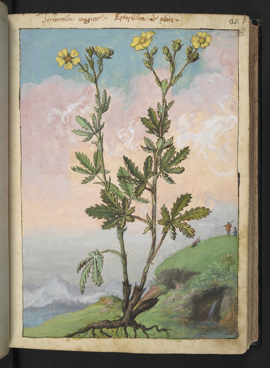 Potentilla recta: En plante med gule blomster, fra "Paintings of Flora of the Roman States" av Gherardo Cibo, Add MS 22333, f039r, c.1564-84 (akvarell og gouache på papir) av Gherardo Cibo