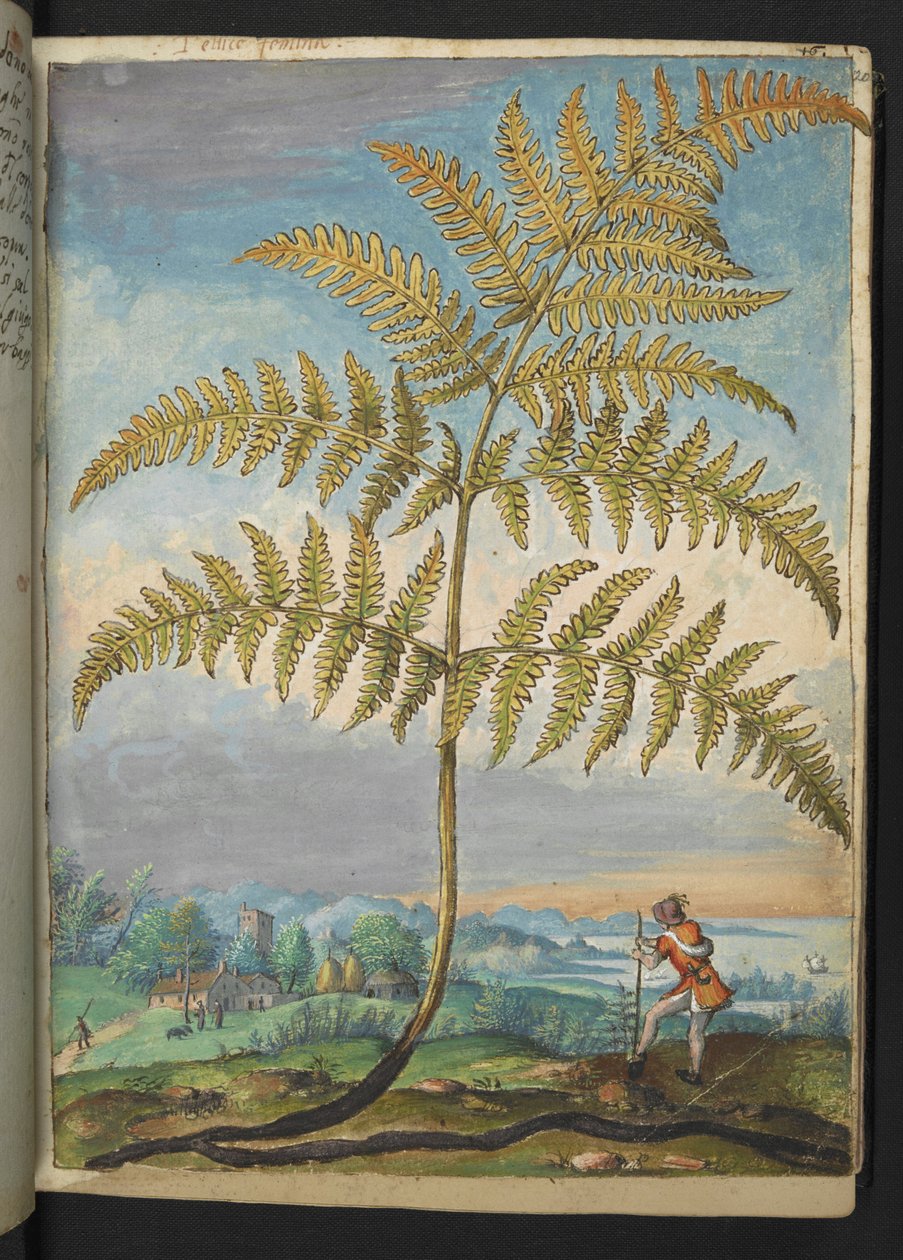Pteridium aquilinum: En bregne, fra "Paintings of Flora of the Roman States" av Gherardo Cibo, Add MS 22333, f020r, c.1564-84 (akvarell og gouache på papir) av Gherardo Cibo