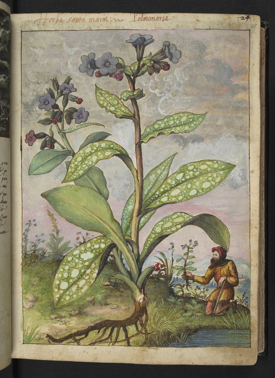 Pulmonaria officinalis, fra "Paintings of Flora of the Roman States" av Gherardo Cibo, Add MS 22333, f028r, c.1564-84 (akvarell og gouache på papir) av Gherardo Cibo