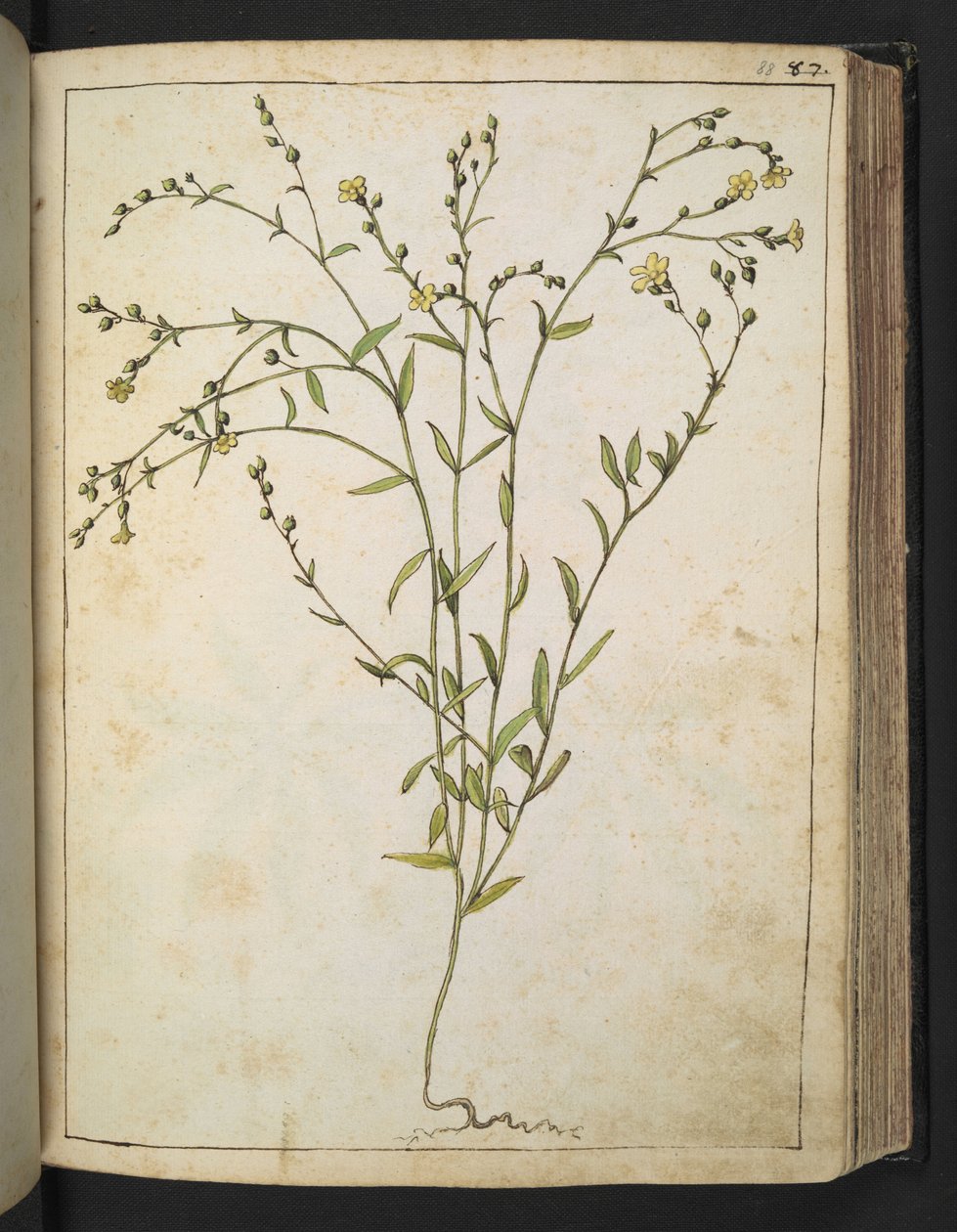 Ranunculus bulbosus: En plante med gule blomster, fra "Paintings of Flora of the Roman States" av Gherardo Cibo, Add MS 22333, f088r, c.1564-84 (akvarell og gouache på papir) av Gherardo Cibo